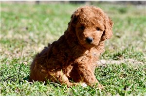 Cammie - puppy for sale