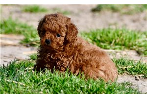 Miley - puppy for sale