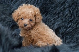 Bruna - puppy for sale