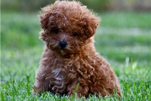 Nimbus - puppy for sale