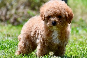 Disco - puppy for sale