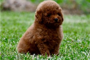 Donut - Poodle, Toy for sale
