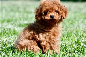Doc - Poodle, Toy for sale