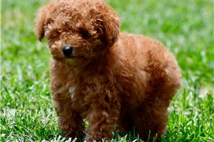 Dayla - Poodle, Toy for sale