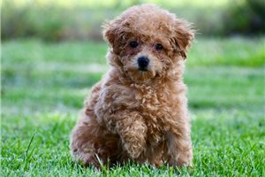 Nell - Poodle, Miniature for sale