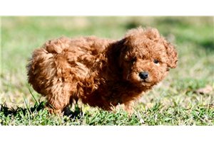 Copper - puppy for sale