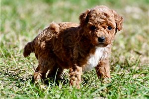 Missy - Toy Poodle for sale