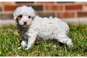 Casper - Toy Poodle for sale