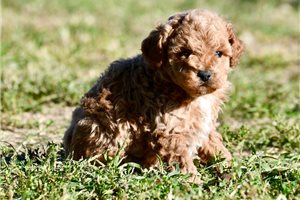 Reeses - Toy Poodle for sale