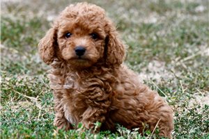 Noah - puppy for sale