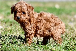 Moonshine - puppy for sale