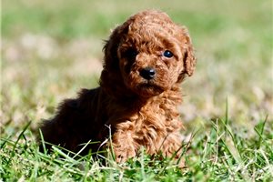Minney - Toy Poodle for sale