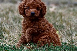 Nathan - Poodle, Toy for sale