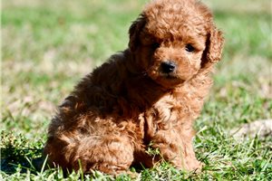 Connie - Toy Poodle for sale