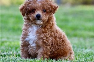 Niles - puppy for sale