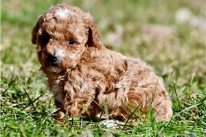 Mallory - puppy for sale
