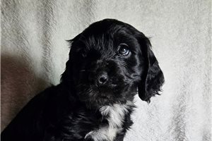 Moon - English Cocker Spaniel for sale