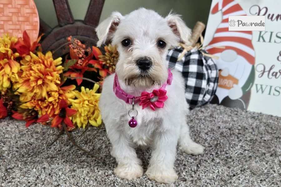 Rowan - Miniature Schnauzer for sale