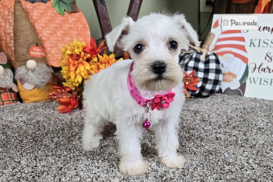 Roslyn - Miniature Schnauzer for sale