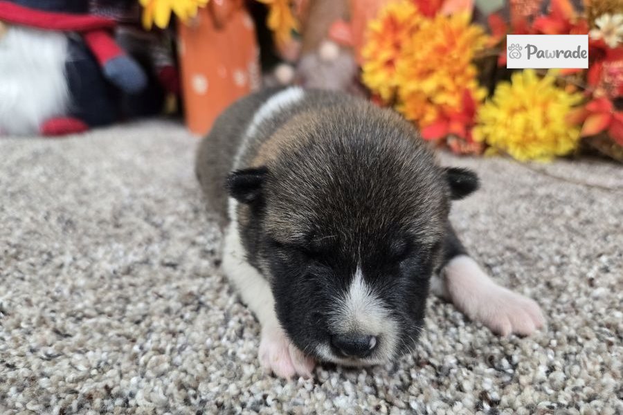 Inari - Shiba Inu for sale