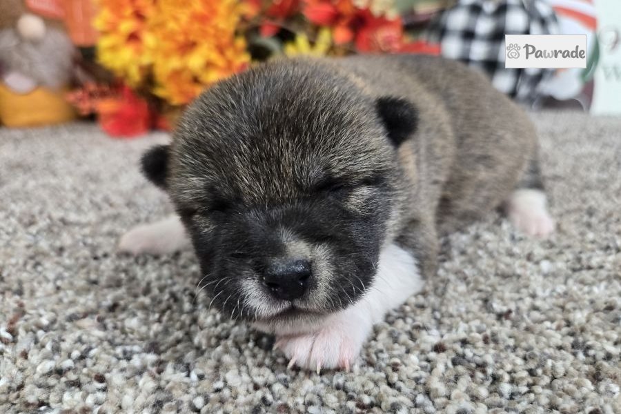 Kitsune - Shiba Inu for sale