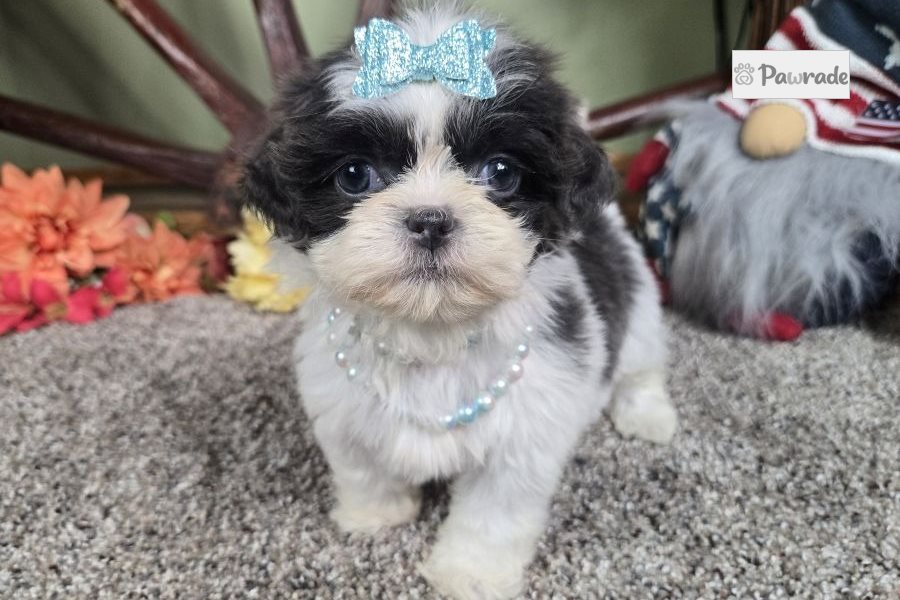 Brenda - Shih Tzu for sale