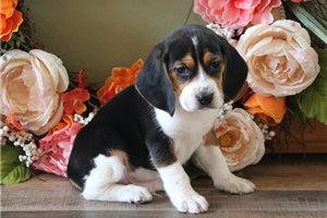 Dakota - Beagle for sale