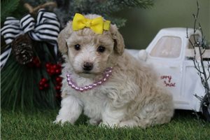 Cresslyn - puppy for sale