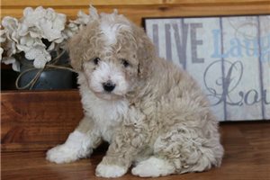 Koda - Bich-Poo - Bichpoo for sale