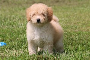 Koba - Bich-Poo - Bichpoo for sale