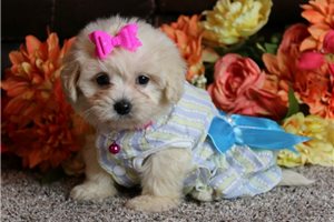 Stacey - Bich-Poo - Bichpoo for sale