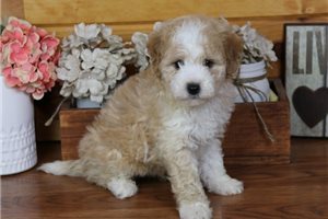 Kobe - Bich-Poo - Bichpoo for sale