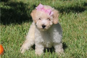 Kaci - Bich-Poo - Bichpoo for sale