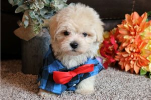 Samuel - Bich-Poo - Bichpoo for sale