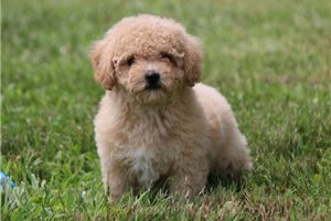 Katie - Bich-Poo - Bichpoo for sale