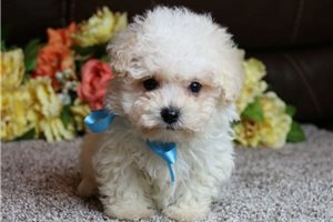 Simon - Bich-Poo - Bichpoo for sale