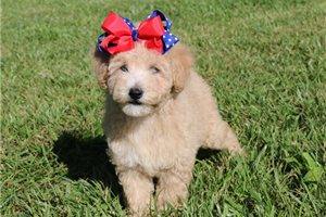Nala - Bich-Poo - Bichpoo for sale