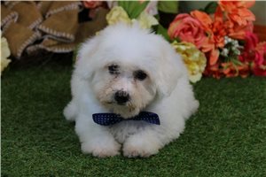 Bichon Frise for Sale | Puppies | Pawrade.com