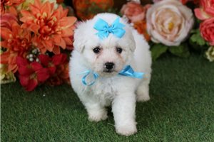 Easton - puppy for sale