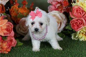 Elda - puppy for sale
