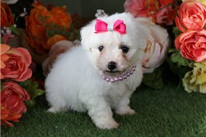 Elena - puppy for sale