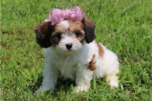 Jamie - Cavachon for sale