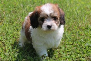 Ben - Cavachon for sale