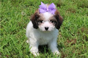 Daisy - Cavachon for sale