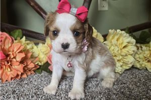 Victoria - Cavalier King Charles Spaniel for sale