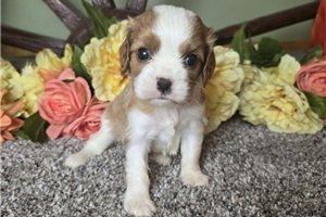 Vincent - Cavalier King Charles Spaniel for sale