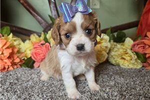 Valerie - Cavalier King Charles Spaniel for sale