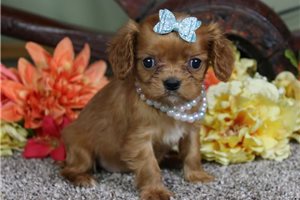Addison - Cavalier King Charles Spaniel for sale