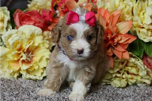 Savannah - Cavapoo for sale