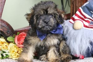 Bentley - Cavapoo for sale